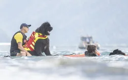 Thụy Sĩ dùng chó nghiệp vụ cho công tác cứu hộ trên hồ