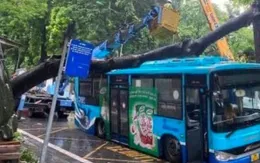 Hà Nội: Cây cổ thụ bật gốc, đổ đè trúng xe bus đang đi trên phố