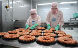Đơn hàng tăng trở lại, xuất khẩu tôm có thể đạt trên 3 tỷ USD