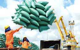 Ổn định thị trường gạo, đảm bảo vững chắc an ninh lương thực quốc gia