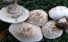 Ngộ độc nấm rừng, 6 người trong một gia đình nhập viện