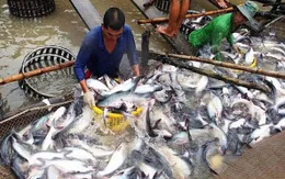 Tránh nguy cơ thiếu nguyên liệu thủy sản cuối năm