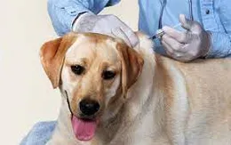 Bệnh dại diễn biến phức tạp