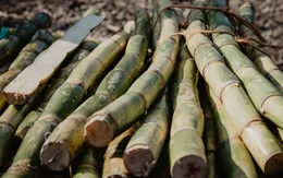 Ngành mía đường Việt Nam - Nguồn cung đường tỷ lệ nghịch với nhu cầu tiêu thụ