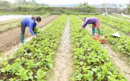 Giá trị vụ đông tăng 1.000 tỷ đồng mỗi năm