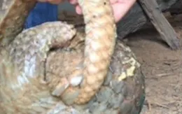 Bắt giữ nhóm đối tượng buôn bán động vật quý hiếm ở Hà Nội