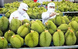 Tăng cường quảng bá thương hiệu Việt Nam tại Trung Quốc