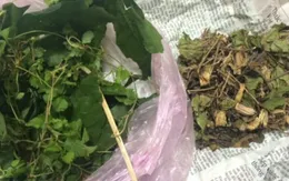 Cảnh báo nguy cơ hoại tử khi đắp lá trị vết thương
