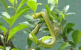 Hai người phụ nữ bị rối loạn đông máu do rắn lục đuôi đỏ cắn khi làm vườn