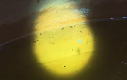 TP. Hồ Chí Minh: Số ca mắc tay chân miệng, sốt xuất huyết giảm