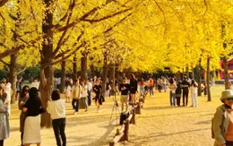 Tour du lịch ngắm “lá vàng lá đỏ” đắt khách