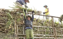 Giá mía tăng cao kỷ lục
