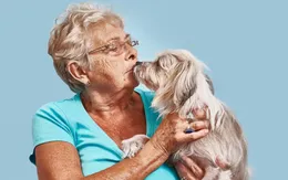 Hôn thú cưng có bị mắc bệnh truyền nhiễm không?