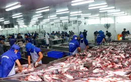 Xuất khẩu thủy sản trở lại “đường đua”
