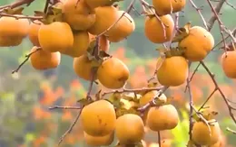 Cảnh báo tắc ruột ở trẻ em do ăn nhiều hồng giòn