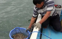 Cần kiểm soát chặt tôm hùm giống nhập ngoại