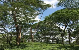 Việt Nam có thể thu về hàng nghìn tỷ đồng nhờ xuất khẩu tín chỉ carbon