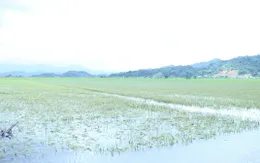 Đắk Lắk: Mưa lớn gây ngập gần 670 ha lúa Hè Thu, hai người bị lũ cuốn trôi