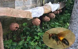 2 người nguy kịch vì bị ong đốt hơn 400 nốt