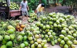 Đẩy mạnh chế biến dừa xuất khẩu