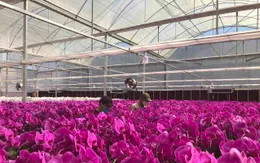 3 triệu cây lan hồ điệp phục vụ Tết Nguyên đán 2024