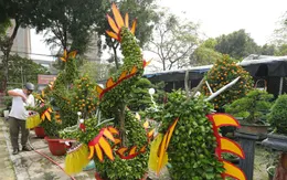 Độc lạ lan, quất hình rồng giá vài chục triệu đồng