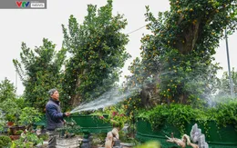 Quất ghép gỗ lũa độc đáo thu hút người chơi