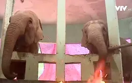 Không có chuyện đàn thú đói, rét tại vườn thú Hà Nội