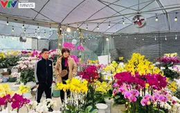 Nhộn nhịp các tuyến phố bán cây cảnh Tết