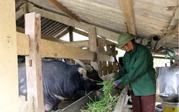 Bắc Kạn thêm nhiều gia súc chết rét vì thả rông lên rừng, không che chắn