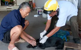 Đồng Nai: 2 người bị chó dại cắn, 1 người phải nhập viện