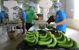 Đa dạng hóa thị trường xuất khẩu