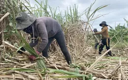 Giá mía cao kỷ lục, nông dân lãi đến 50 triệu đồng/ha