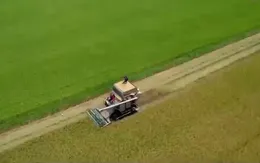 Xuất khẩu gạo của Thái Lan có thể giảm trong năm 2024