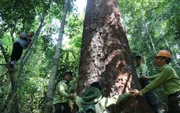 Phát triển kinh tế rừng bền vững