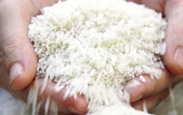 Gạo Việt vào châu Âu bằng thương hiệu