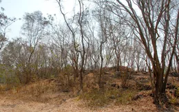 Hơn 13.000 ha rừng ở An Giang có nguy cơ cháy cao