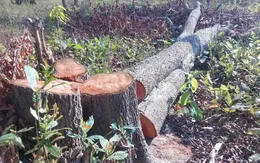 Phá rừng còn livestream xuyên tạc lực lượng chức năng