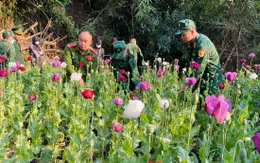 Phát hiện, phá nhổ khoảng 600 cây thuốc phiện được trồng xen lẫn rau cải