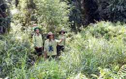 Khẩn trương triển khai phòng chống cháy 21.000 ha rừng Cà Mau