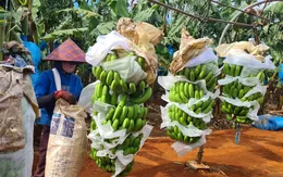 5 tỷ USD xuất khẩu nông, lâm, thủy sản trong tháng đầu năm