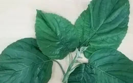 Ăn lá lộc mại kèm thịt chó, người phụ nữ phải nhập viện cấp cứu