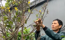 Thị trường hoa Tết trầm lắng