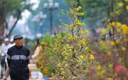 Cây cảnh ngày giáp Tết: Dễ mua, dễ bán