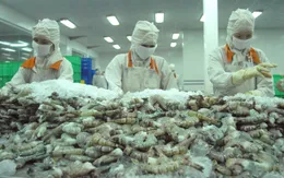 Tôm Việt cạnh tranh với Ecuador và Ấn Độ