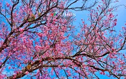 Đà Lạt: Hoa đào nở muộn “nhuộm hồng” thành phố mộng mơ