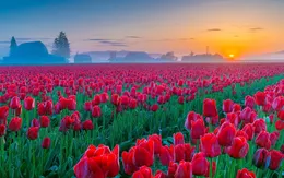 Rực rỡ ngắm nhìn 10 triệu bông hoa tulip nở rộ trong lễ hội hoa tulip lớn nhất tại Mỹ
