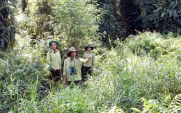 Gần 4.000 ha rừng Cà Mau nguy cơ cháy cực kỳ nguy hiểm