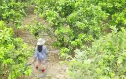 Điện Biên xây dựng nhiều phương án giảm nghèo nhanh và hiệu quả