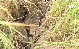 Ao hồ cạn kiệt vì nắng hạn, hàng trăm ha cây trồng có nguy cơ mất trắng